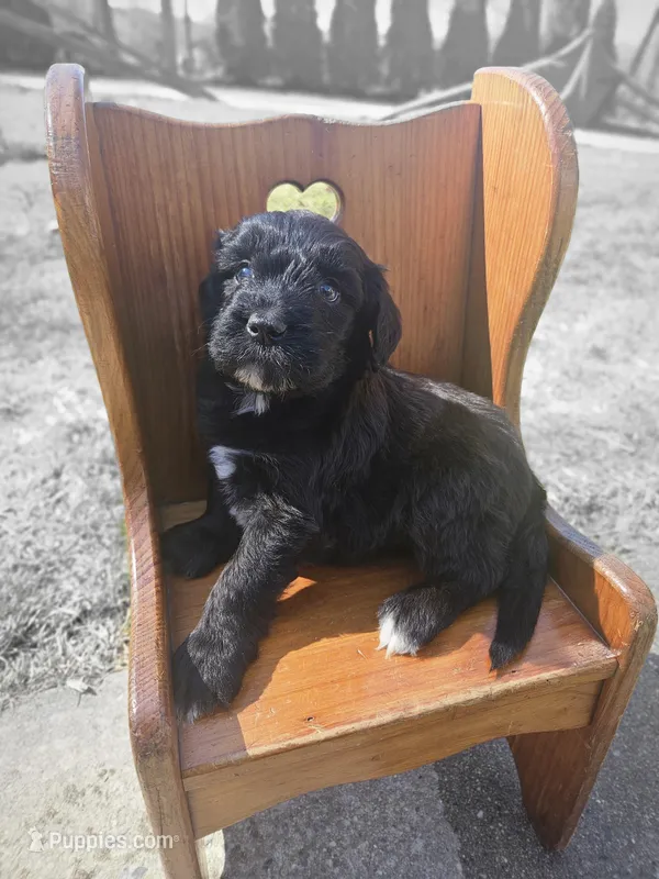 Lila – Goldendoodle puppy for sale in Loysville, PA