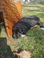 Lila, a male Goldendoodle for sale in Loysville, PA – Photo 5 of 6