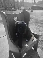 Lila, a male Goldendoodle for sale in Loysville, PA – Photo 3 of 6