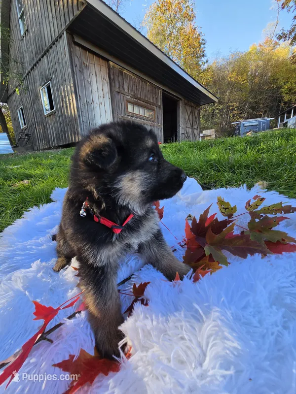 Flannel – German Shepherd Dog puppy for sale in Loysville, PA