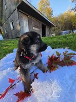 Flannel, a male German Shepherd Dog for sale in Loysville, PA – 1 of 3