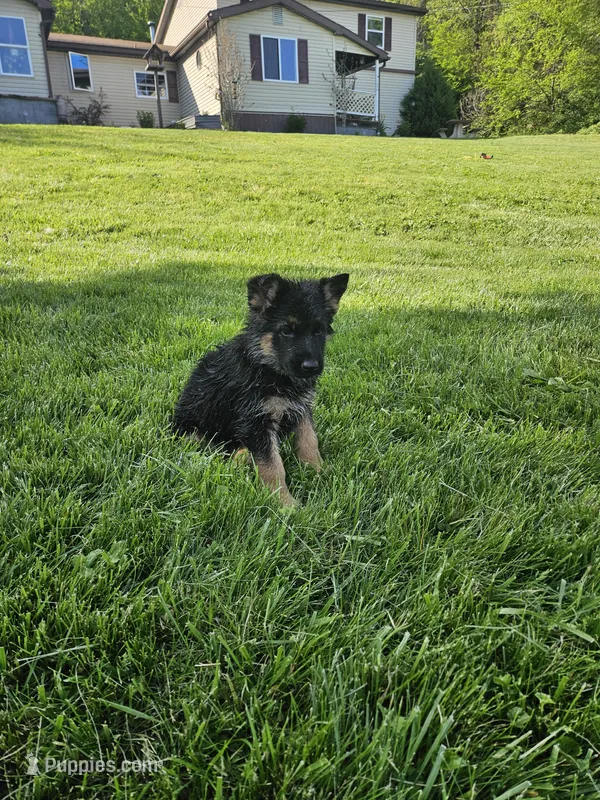 Eddie – German Shepherd Dog puppy for sale in Loysville, PA