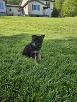Eddie, a male German Shepherd Dog for sale in Loysville, PA – 1 of 3