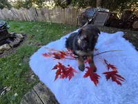Flame, a male German Shepherd Dog for sale in Loysville, PA – 3 of 3