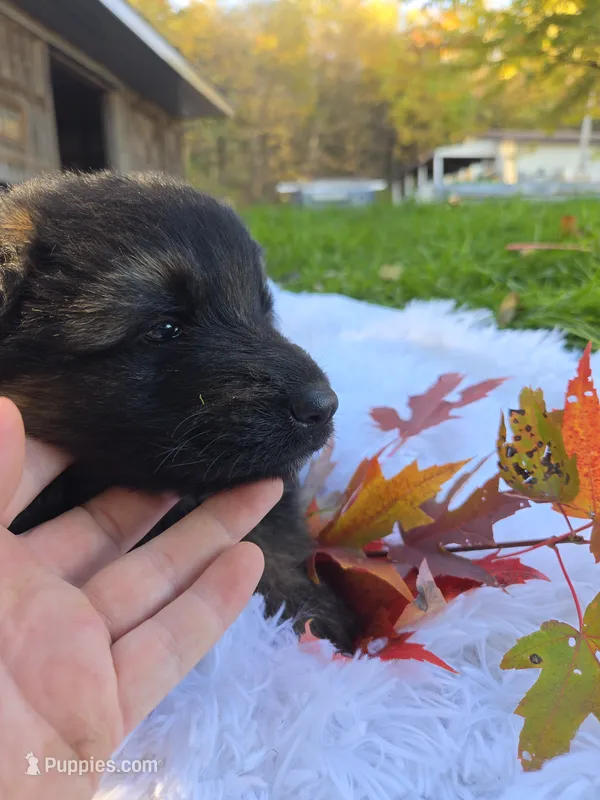 Fiona – German Shepherd Dog puppy for sale in Loysville, PA