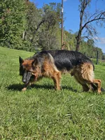 Blossom , a female German Shepherd Dog for sale in Loysville, PA – 2 of 5
