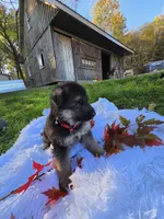 Flannel, a male German Shepherd Dog for sale in Loysville, PA – 2 of 3