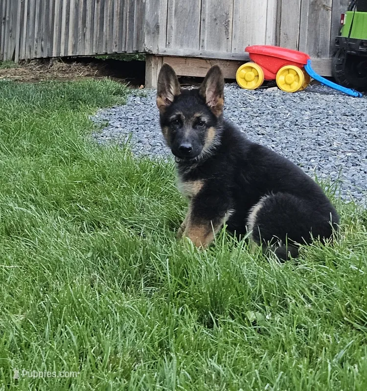 Erlow – German Shepherd Dog puppy for sale in Loysville, PA