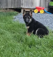 Erlow, a male German Shepherd Dog for sale in Loysville, PA – 1 of 4