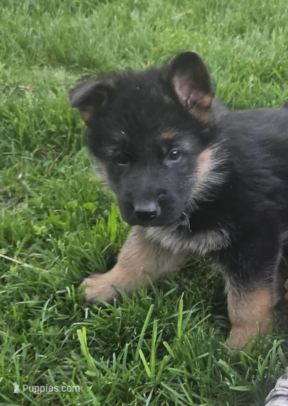 Erlow – German Shepherd Dog puppy for sale in Loysville, PA
