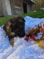 Fiona, a female German Shepherd Dog for sale in Loysville, PA – 4 of 4