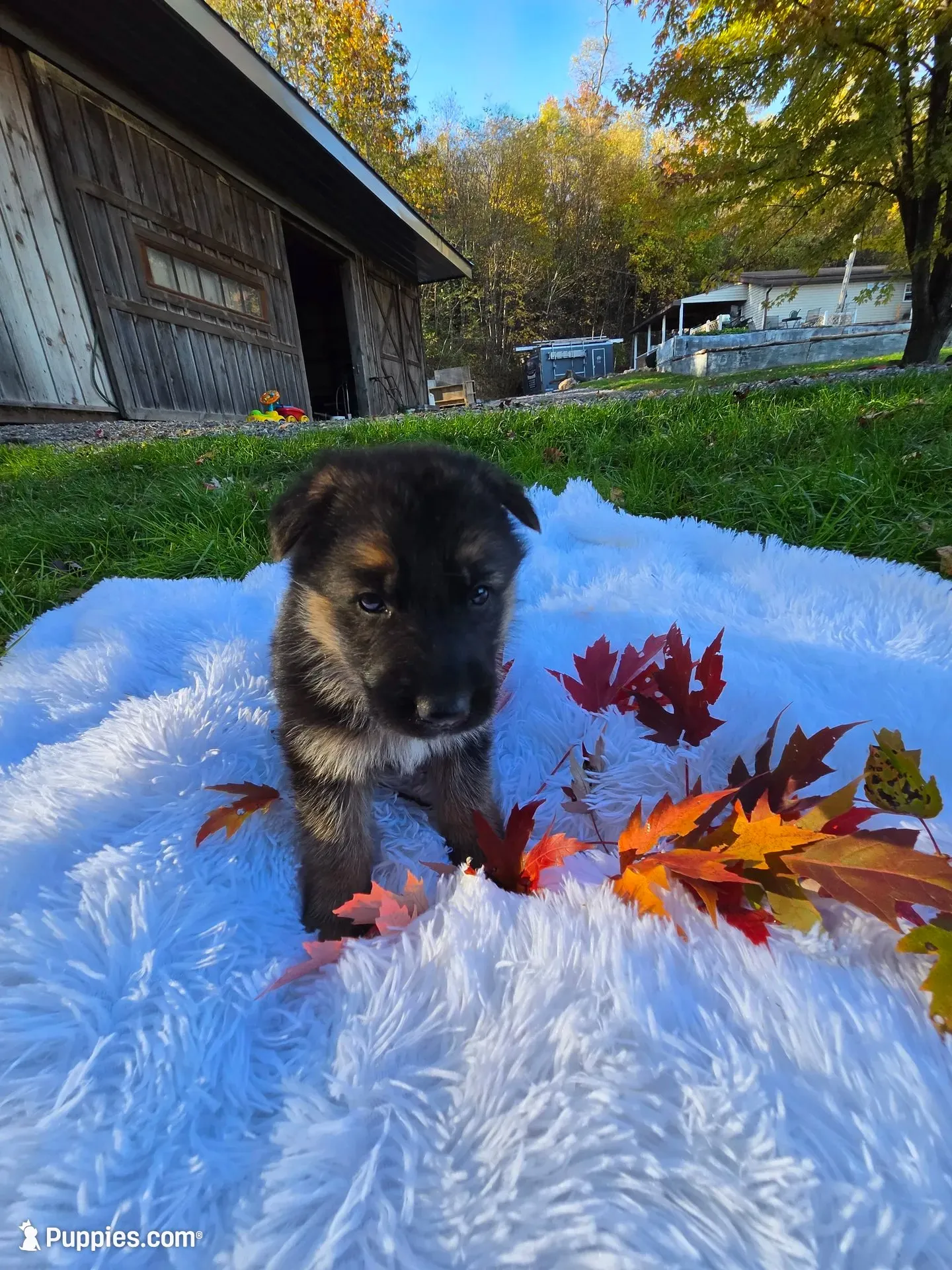 Flame, a male German Shepherd Dog for sale in Loysville, PA – 1 of 3