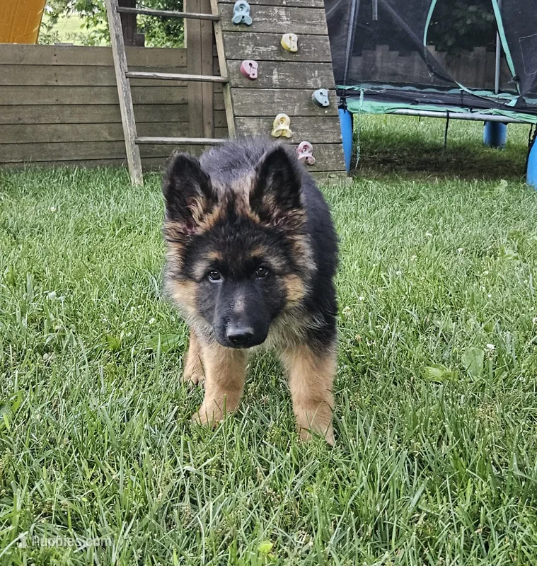 Eclipse – German Shepherd Dog puppy for sale in Loysville, PA