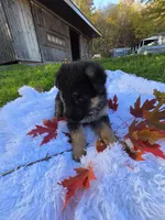 Fiji, a female German Shepherd Dog for sale in Loysville, PA – 3 of 3
