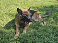 Blossom , a female German Shepherd Dog for sale in Loysville, PA – 3 of 5
