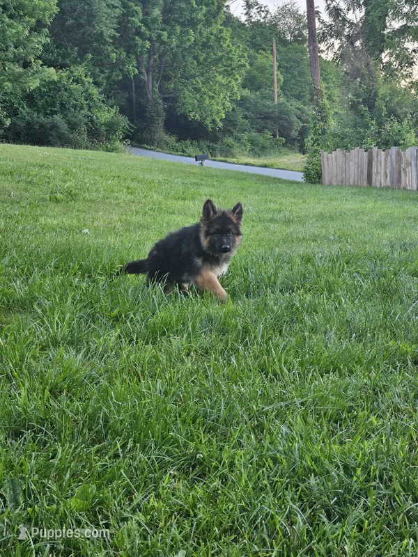 Eddie – German Shepherd Dog puppy for sale in Loysville, PA