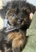 Snail, a male Yorkshire Terrier for sale in Las Vegas, NV – Photo 2 of 3