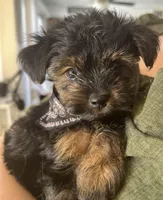 Snail, a male Yorkshire Terrier for sale in Las Vegas, NV – Photo 3 of 3