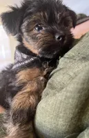 Snail, a male Yorkshire Terrier for sale in Las Vegas, NV – Photo 1 of 3