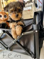 Judith, a female Yorkshire Terrier for sale in Las Vegas, NV – Photo 2 of 2