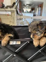 Judith, a female Yorkshire Terrier for sale in Las Vegas, NV – Photo 1 of 2