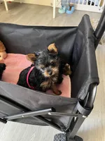 Elaina, a female Yorkshire Terrier for sale in Las Vegas, NV – Photo 3 of 3