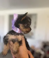 Elaina, a female Yorkshire Terrier for sale in Las Vegas, NV – Photo 1 of 3