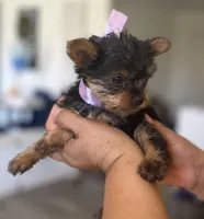 Elaina, a female Yorkshire Terrier for sale in Las Vegas, NV – Photo 2 of 3