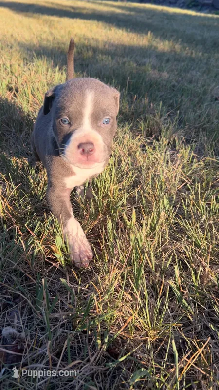 Winston – American Pit Bull Terrier puppy for sale in Bend, OR