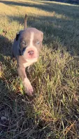 Winston, a male American Pit Bull Terrier for sale in Bend, OR – 1 of 5
