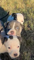 Winston, a male American Pit Bull Terrier for sale in Bend, OR – 2 of 5