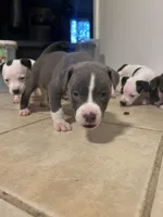 Winston, a male American Pit Bull Terrier for sale in Bend, OR – 4 of 5