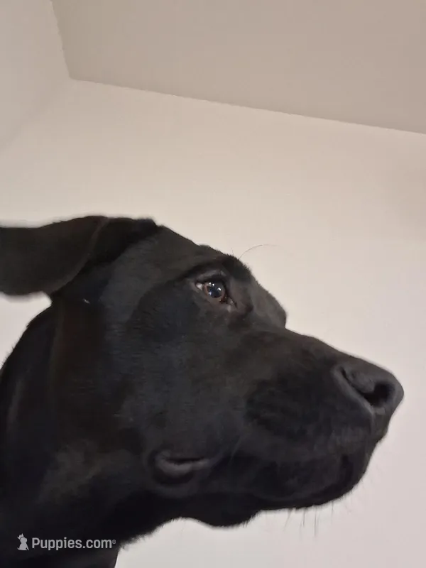 Thompson, a male American Pit Bull Terrier and Labrador Retriever for sale in Bend, OR – Photo 1 of 1