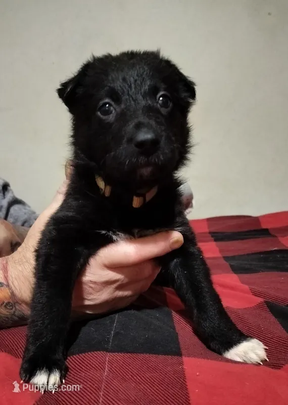 Jenna, a female Border Collie and German Shepherd Dog for sale in Bend, OR – Photo 1 of 1