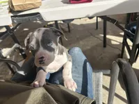 Spoon, a male American Pit Bull Terrier for sale in Bend, OR – Photo 1 of 5