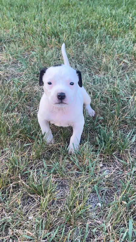 Lily – American Pit Bull Terrier puppy for sale in Bend, OR