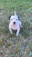 Lily, a female American Pit Bull Terrier for sale in Bend, OR – 1 of 5