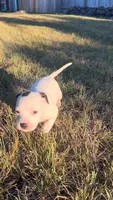 Lily, a female American Pit Bull Terrier for sale in Bend, OR – 2 of 5