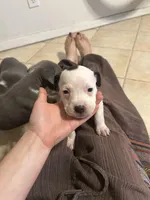 Lily, a female American Pit Bull Terrier for sale in Bend, OR – 3 of 5