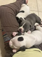 Lily, a female American Pit Bull Terrier for sale in Bend, OR – 5 of 5