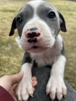 Noodle, a male American Pit Bull Terrier for sale in Bend, OR – Photo 5 of 6