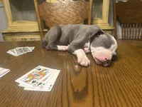 Noodle, a male American Pit Bull Terrier for sale in Bend, OR – Photo 2 of 6