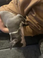 Noodle, a male American Pit Bull Terrier for sale in Bend, OR – Photo 3 of 6