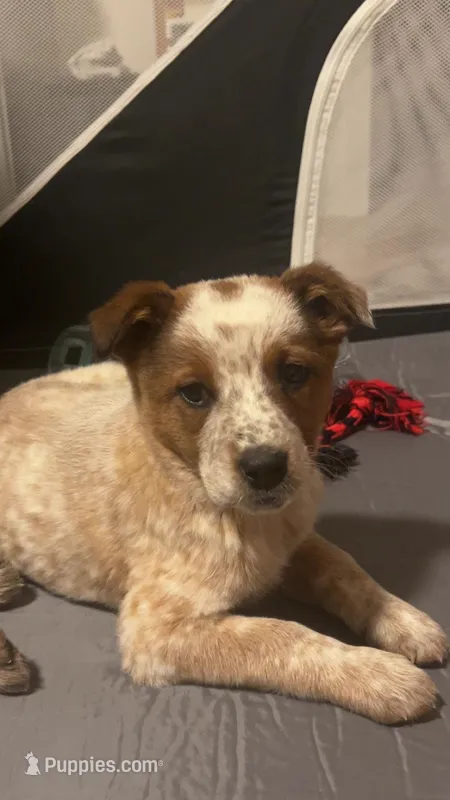 Roxy – Australian Shepherd puppy for sale in Bend, OR