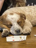 Roxy, a female Australian Shepherd and Lancashire Heeler for sale in Bend, OR – Photo 1 of 3