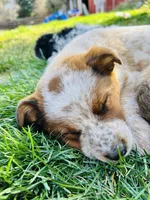 Roxy, a female Australian Shepherd and Lancashire Heeler for sale in Bend, OR – Photo 3 of 3
