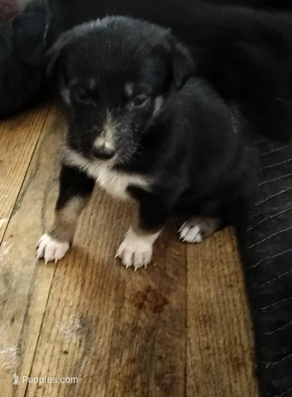 Chilli, a female Border Collie and German Shepherd Dog for sale in Bend, OR – Photo 1 of 1