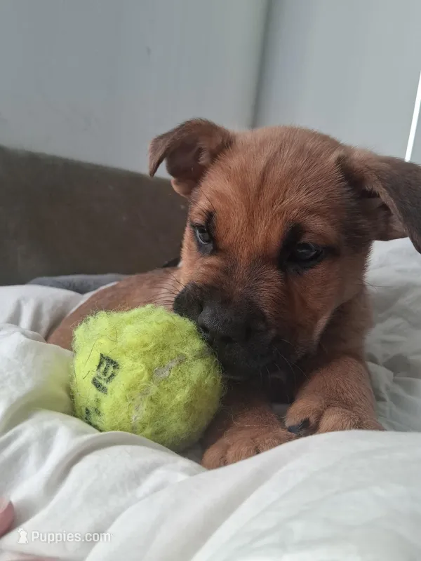 Titan, a male German Shepherd Dog and American Pit Bull Terrier for sale in Bend, OR – Photo 1 of 3