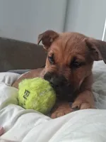 Titan, a male German Shepherd Dog and American Pit Bull Terrier for sale in Bend, OR – Photo 1 of 3