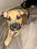 Titan, a male German Shepherd Dog and American Pit Bull Terrier for sale in Bend, OR – Photo 2 of 3